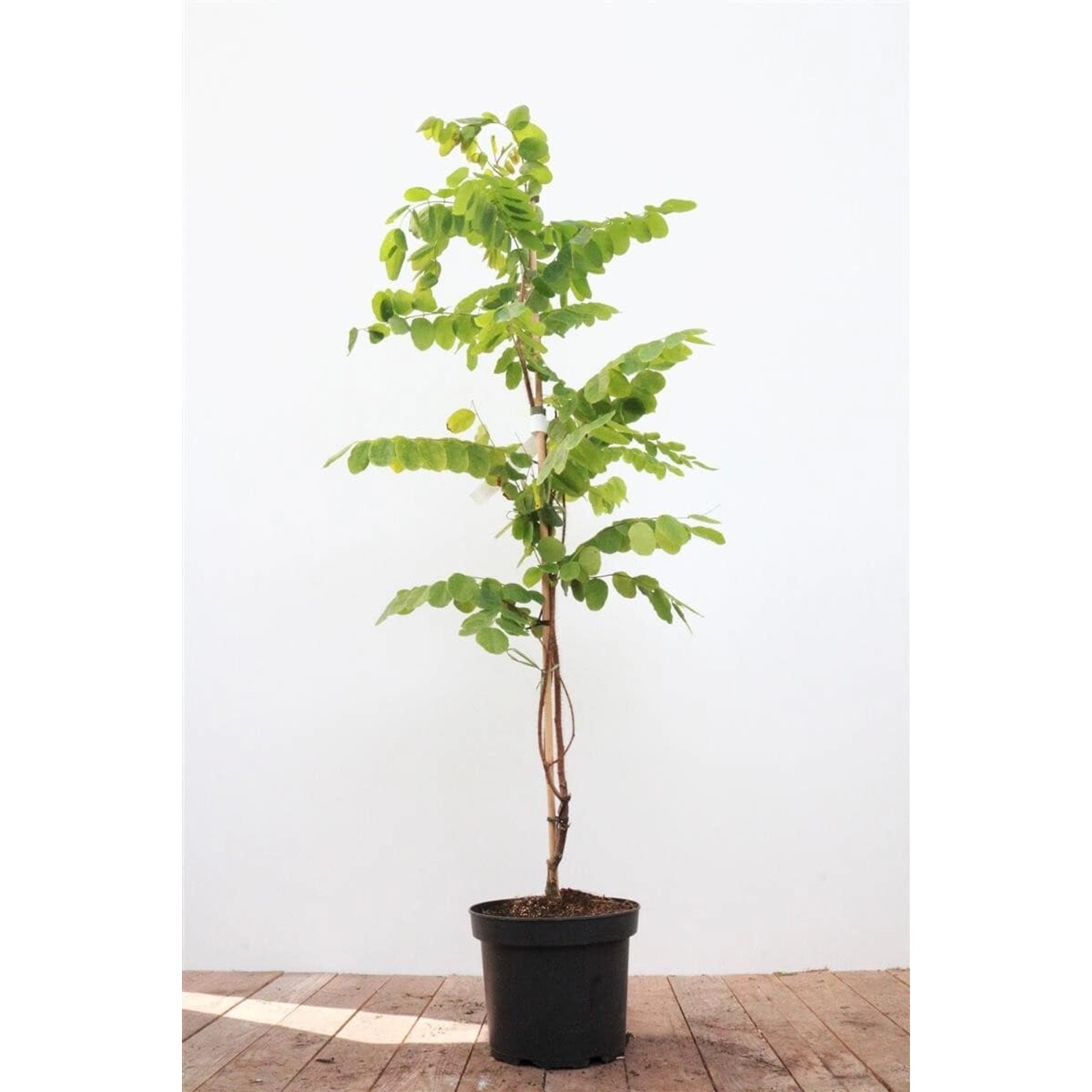 Robinia Hispida Macrophylla Rosa Blüten 60–100 cm von Pflanzen für dich