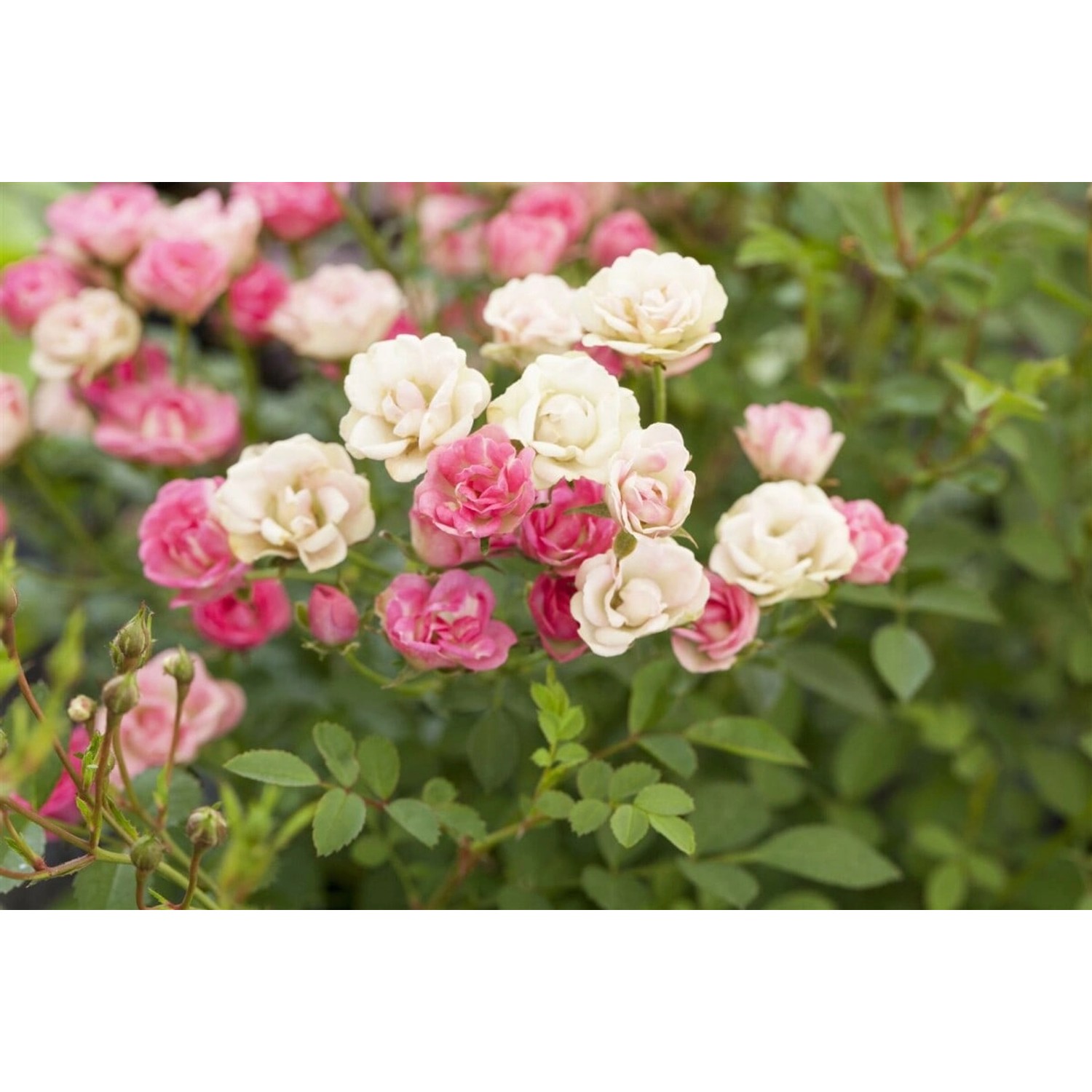 Rosa Lilly Rose Wonder5 Rose 2 Liter Container Rosa Lilly Rose Wonder5 Rose 2 Liter Container von Pflanzen für dich