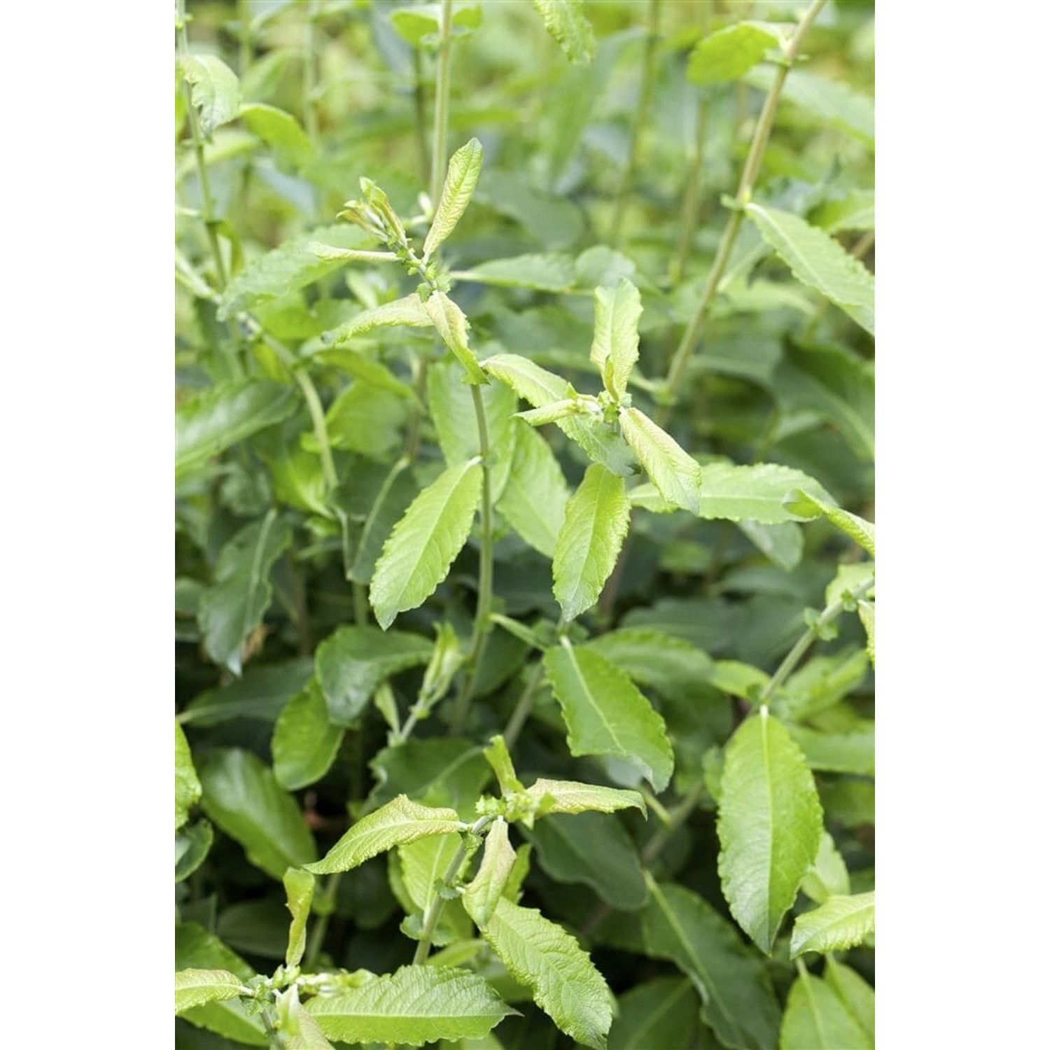 Salix Cinerea Grau-Weide 60–100 cm von Pflanzen für dich