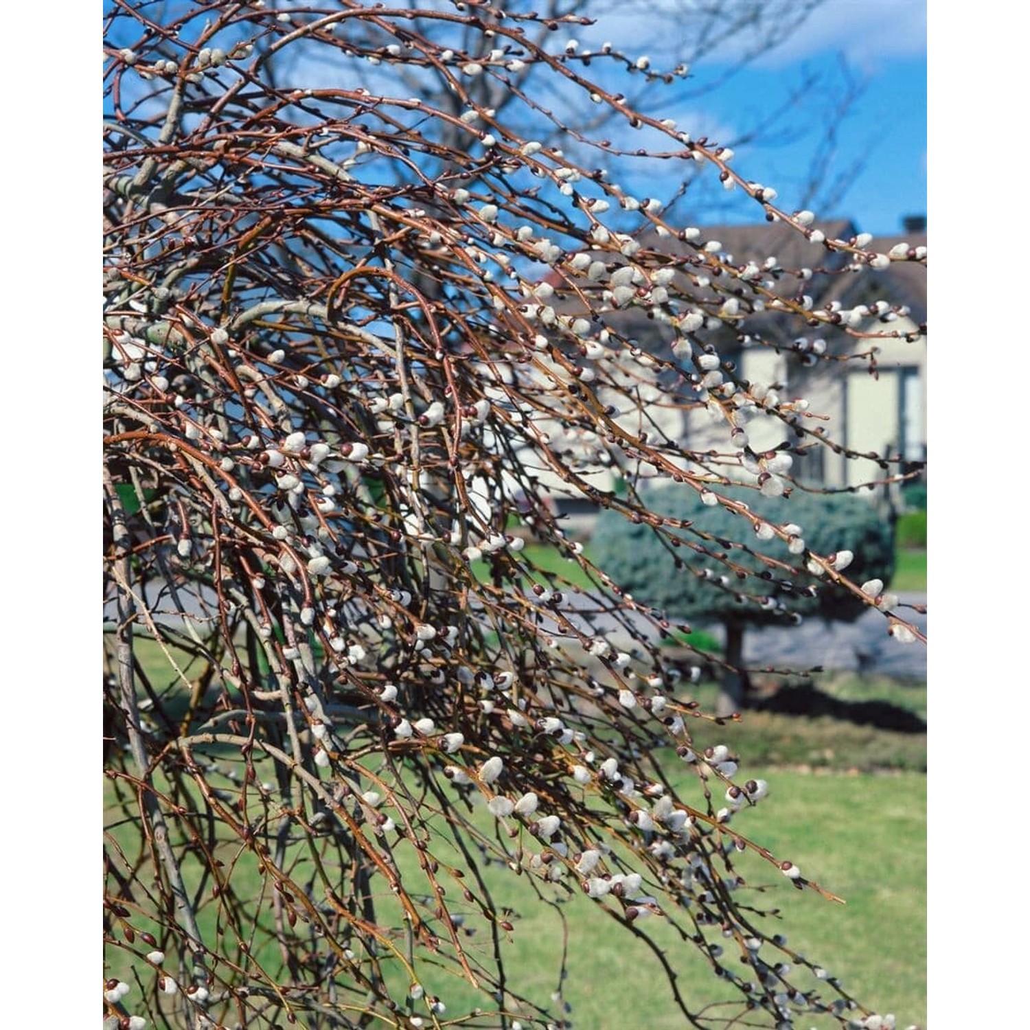 Salix Gracilistyla Mount Aso Weidenkätzchen Rosa 60–100 cm von Pflanzen für dich