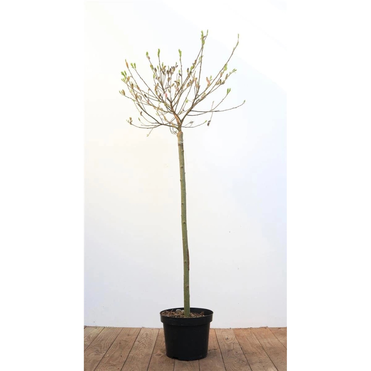 Salix Gracilistyla Mount Aso Weidenkätzchen Rosa Blüten 80 cm Stammhöhe von Pflanzen für dich