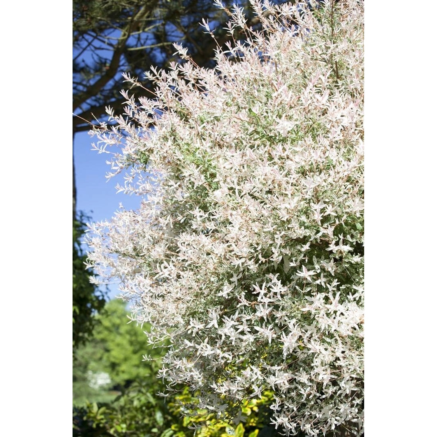 Salix Integra Flamingo Harlekinweide Rosa-Weiß 125 cm Stammhöhe von Pflanzen für dich