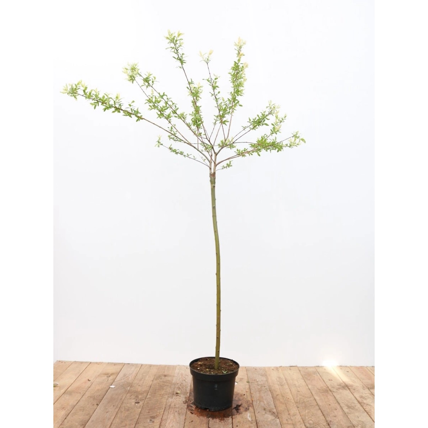 Salix Integra Hakuro Nishiki Japanische Weide Rosa-Weiß 100 cm Stammhöhe von Pflanzen für dich