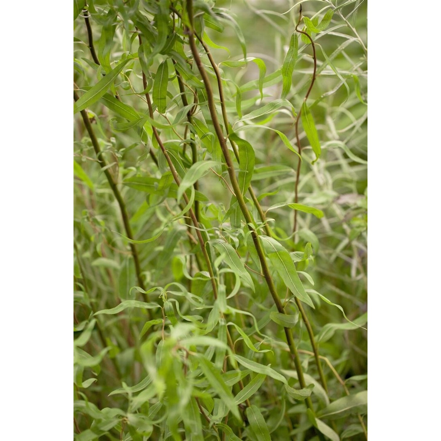 Salix Matsudana Tortuosa Korkenzieher-Weide 40–60 cm Salix Matsudana Tortuosa Korkenzieher-Weide 40–60 cm von Pflanzen für dich