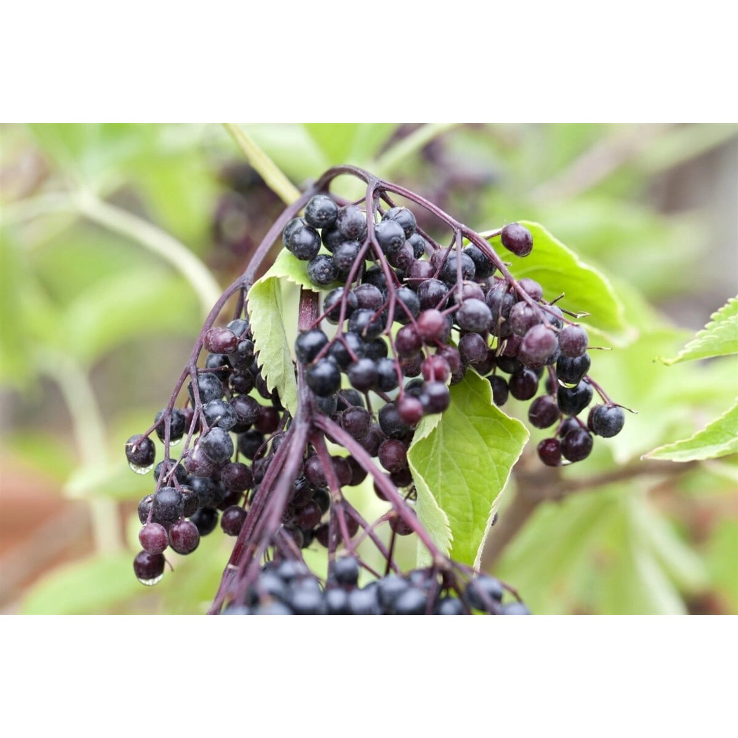 Sambucus Nigra Haschberg Holunder Schwarz 100–125 Cm Sambucus Nigra Haschberg Holunder Schwarz 100–125 Cm von Pflanzen für dich