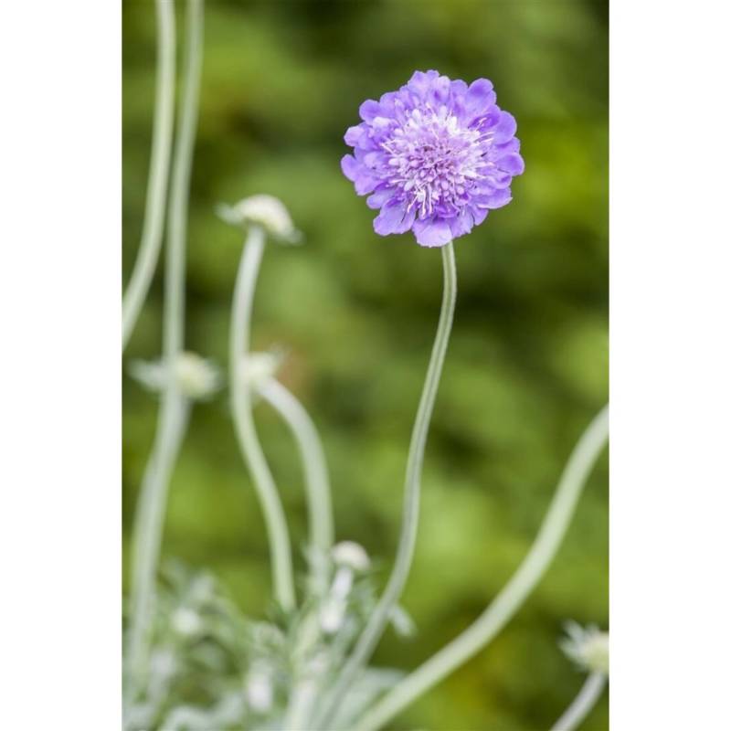 Scabiosa Columbaria Tauben-Skabiose Butterfly Blue Ca. 11x11 cm Topf von Pflanzen für dich