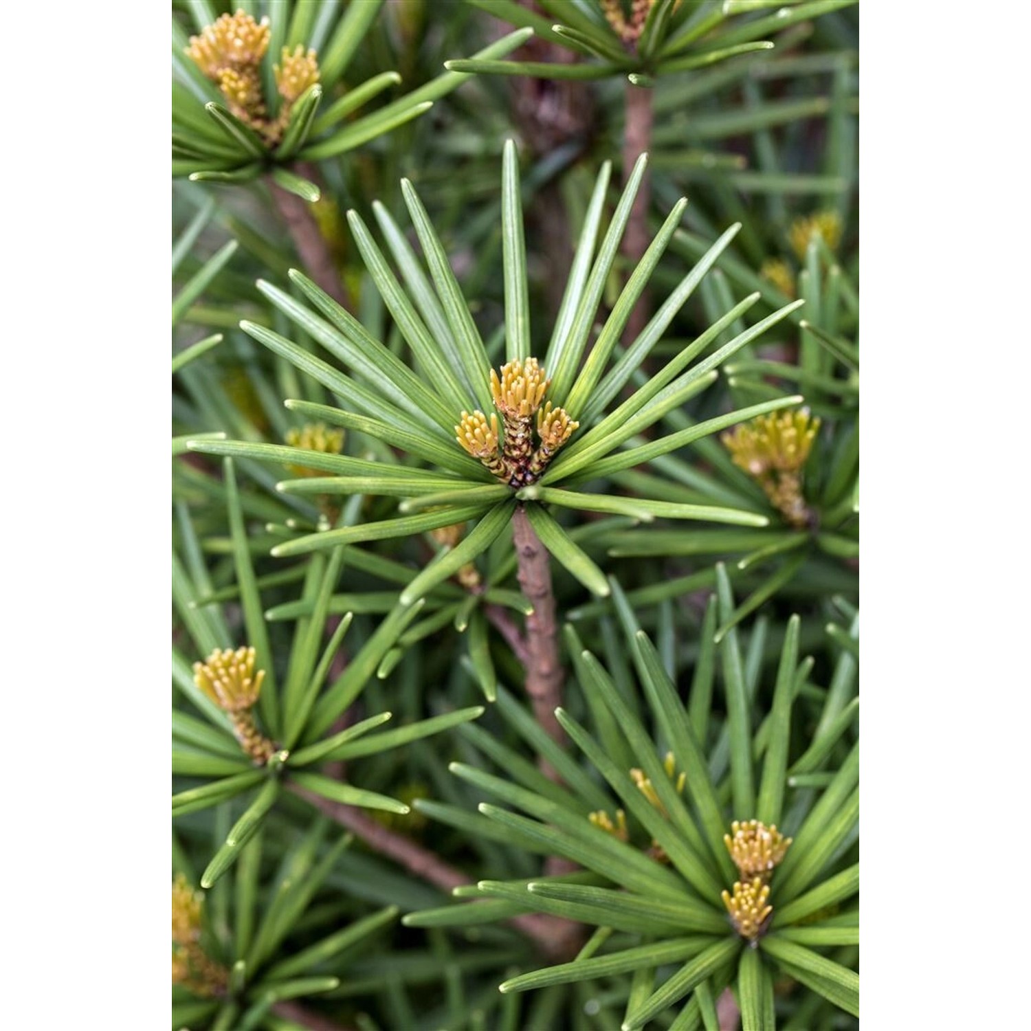 Sciadopitys Verticillata Beauty Green Japanische Schirmtanne 40–50 cm Sciadopitys Verticillata Beauty Green Japanische Schirmtanne 40–50 cm von Pflanzen für dich