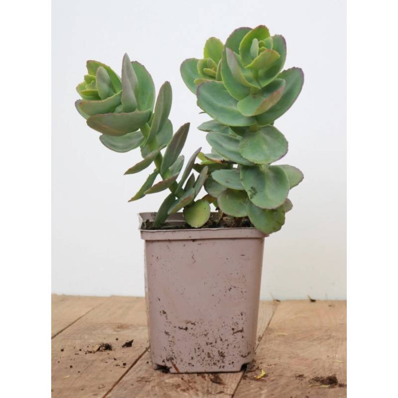 Sedum Telephium Yellow Xenox R Fette Henne Ca. 11x11 cm Topf von Pflanzen für dich