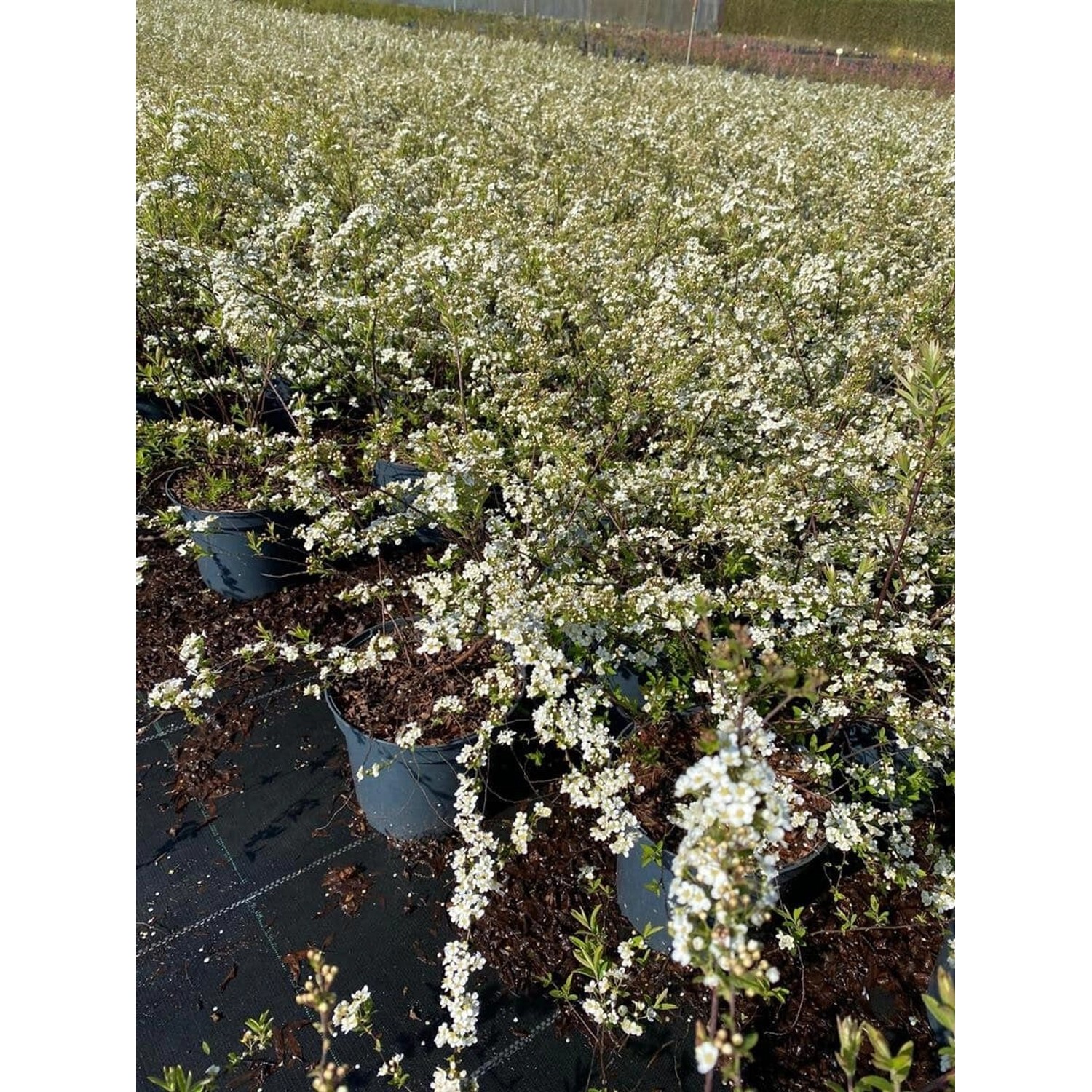 Spiraea Cinerea Grefsheim Asch-Spiere Weiß 40–60 cm Spiraea Cinerea Grefsheim Asch-Spiere Weiß 40–60 cm von Pflanzen für dich