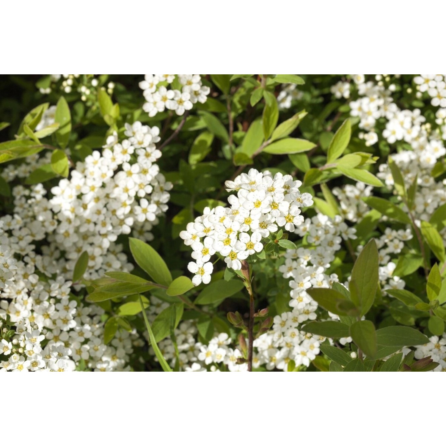 Spiraea Cinerea Grefsheim Asch-Spiere Weiß 60–80 cm Spiraea Cinerea Grefsheim Asch-Spiere Weiß 60–80 cm von Pflanzen für dich