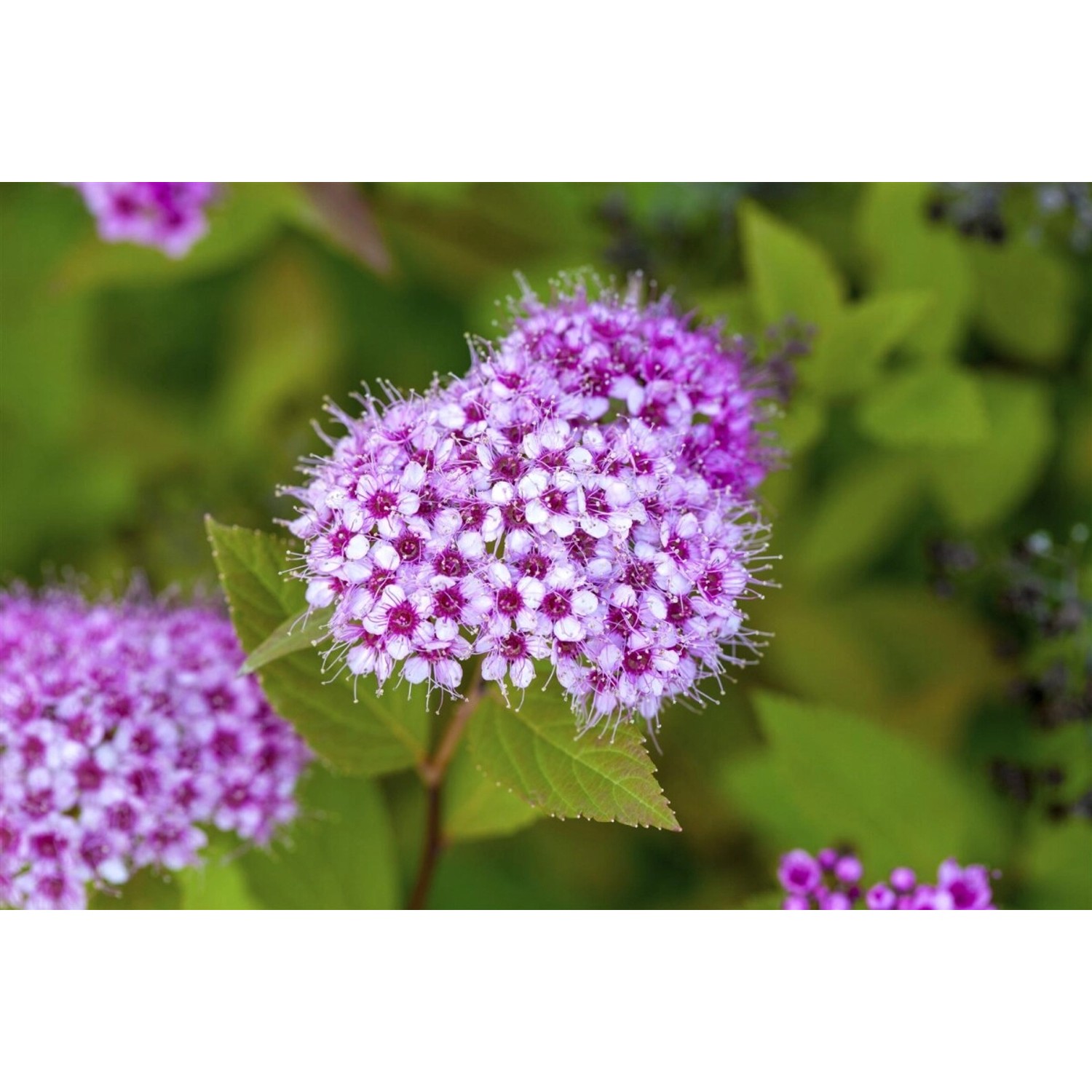 Spiraea Japonica Japanische Spiere 30-40 cm von Pflanzen für dich