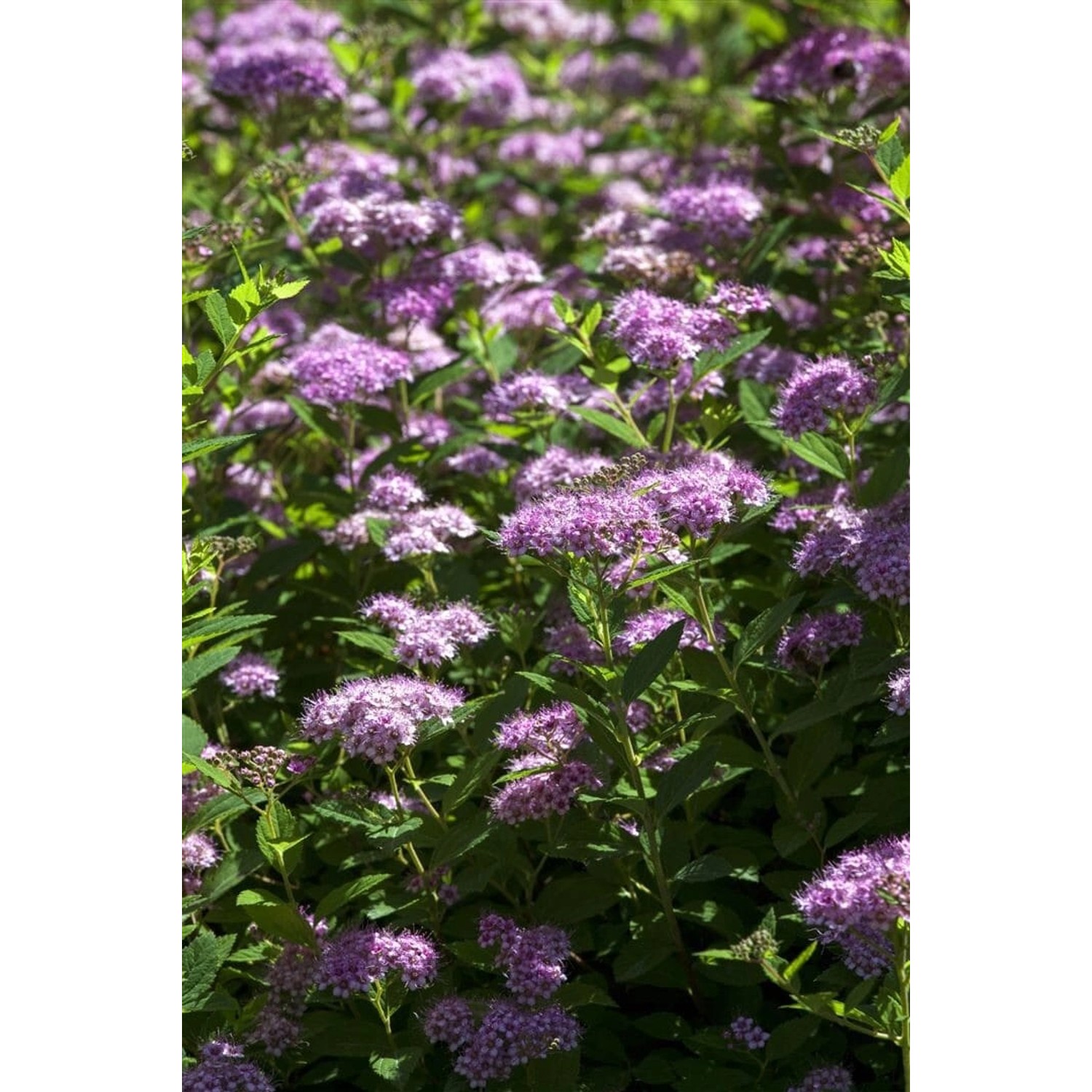 Spiraea Japonica Japanische Zwergspiere 30-40 cm Spiraea Japonica Japanische Zwergspiere 30-40 cm von Pflanzen für dich