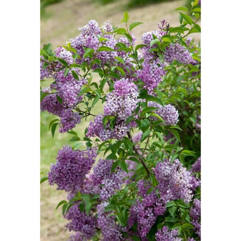 Syringa Chinensis Flieder 40-60 cm von Pflanzen für dich