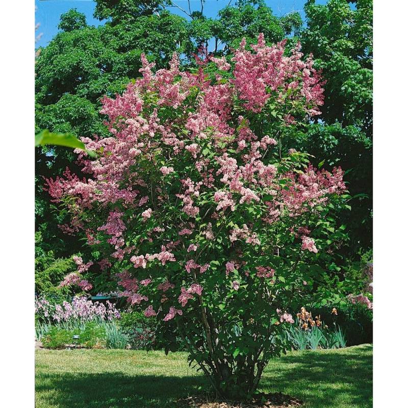 Syringa Flieder Redwine 80-100 cm von Pflanzen für dich