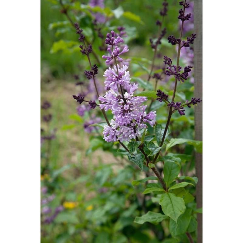 Syringa Josikaea Ungarischer Flieder 60-100 cm von Pflanzen für dich