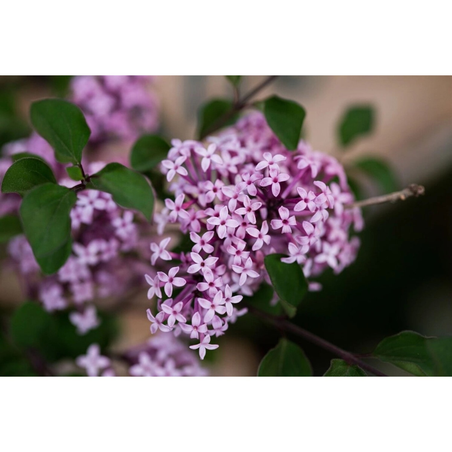 Syringa Meyeri Flieder 80 cm Stammhöhe Syringa Meyeri Flieder 80 cm Stammhöhe von Pflanzen für dich
