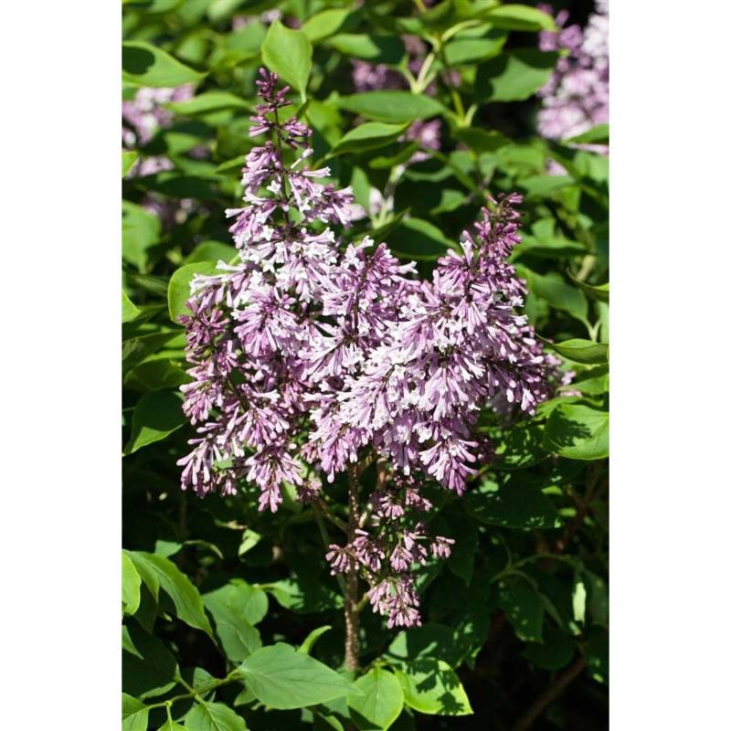 Syringa Patula Flieder 30-40 cm von Pflanzen für dich