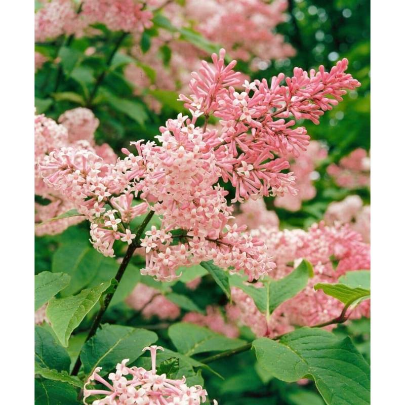 Syringa Reflexa Chinesischer Flieder 60-80 cm von Pflanzen für dich
