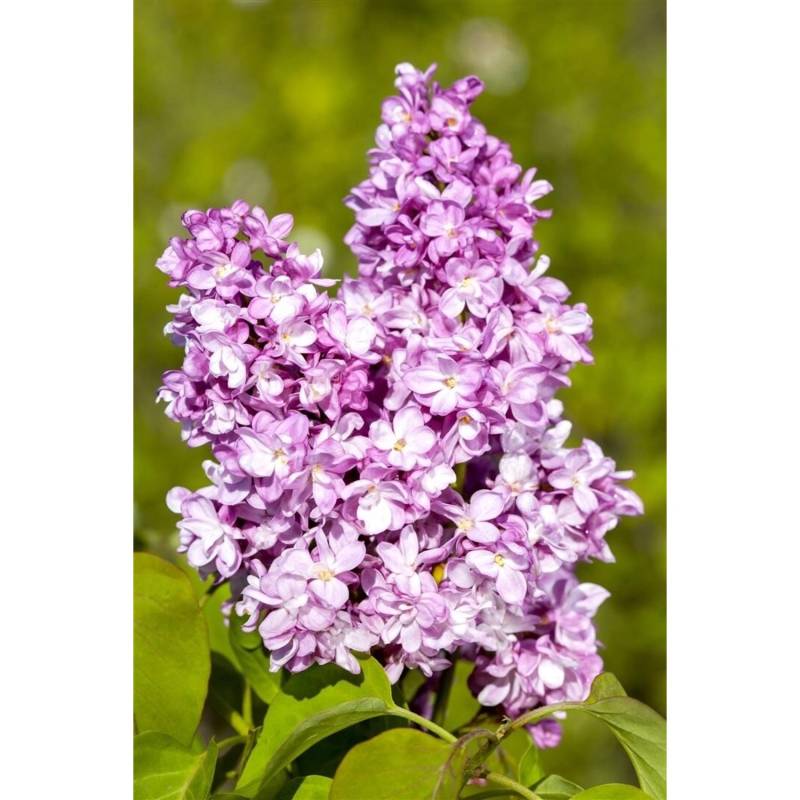 Syringa Vulgaris Flieder Andenken An Ludwig Späth 60-80 cm von Pflanzen für dich