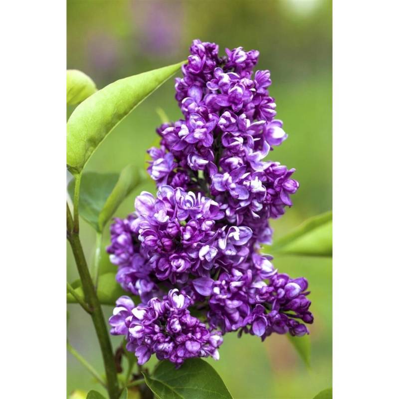 Syringa Vulgaris Flieder Charles Joly 60-80 cm von Pflanzen für dich