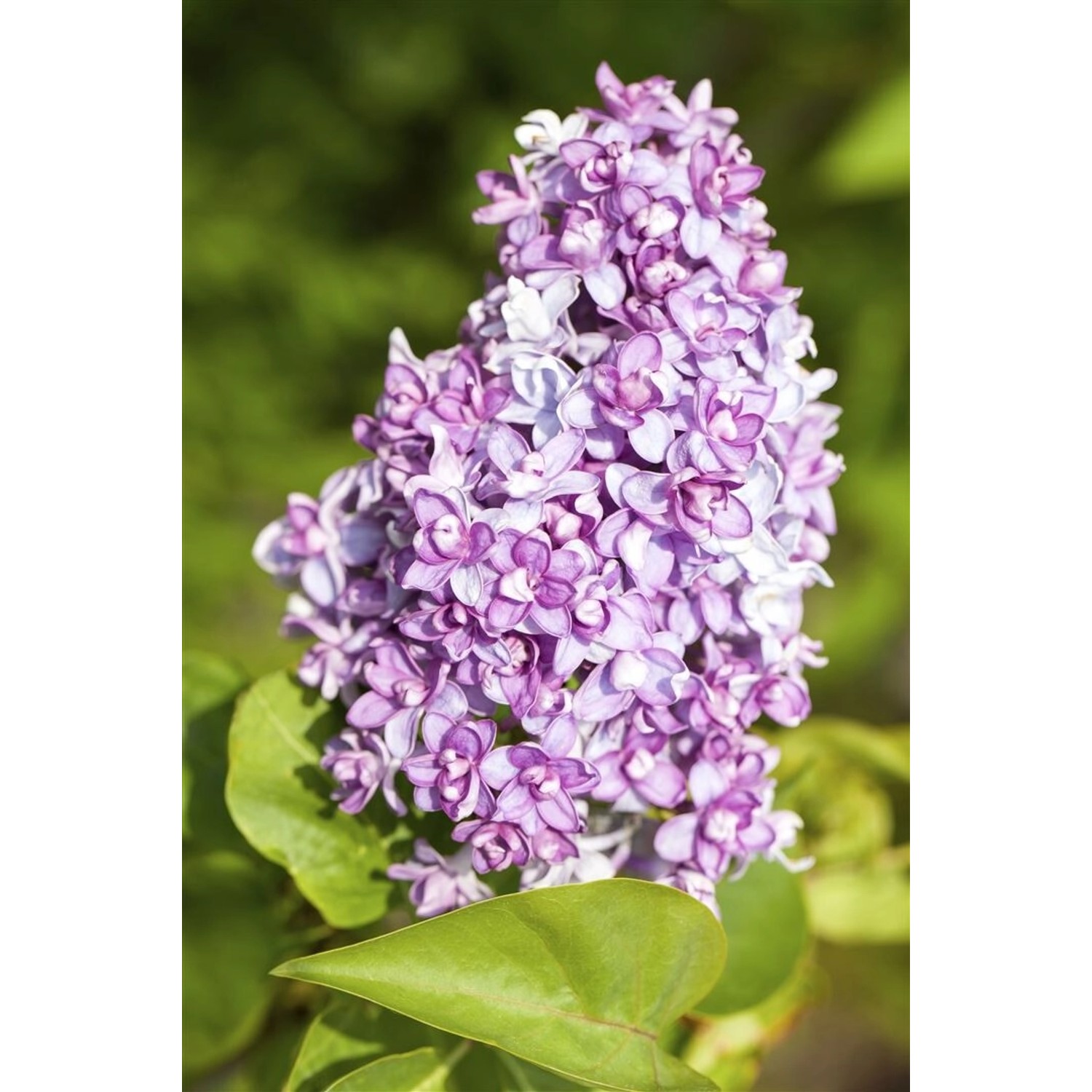 Syringa Vulgaris Flieder Lila 60–100 cm Syringa Vulgaris Flieder Lila 60–100 cm von Pflanzen für dich
