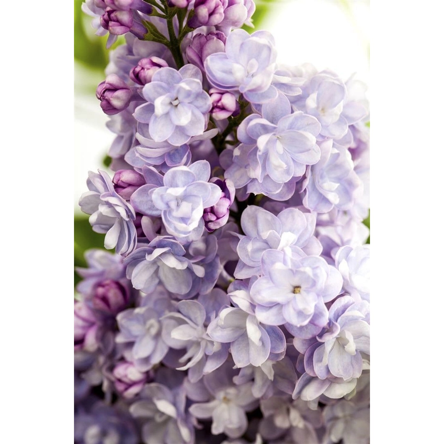 Syringa Vulgaris Flieder Michel Buchner 40-60 cm Syringa Vulgaris Flieder Michel Buchner 40-60 cm von Pflanzen für dich