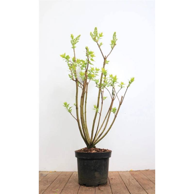Syringa Vulgaris Flieder Mme Lemoine 40-60 cm von Pflanzen für dich