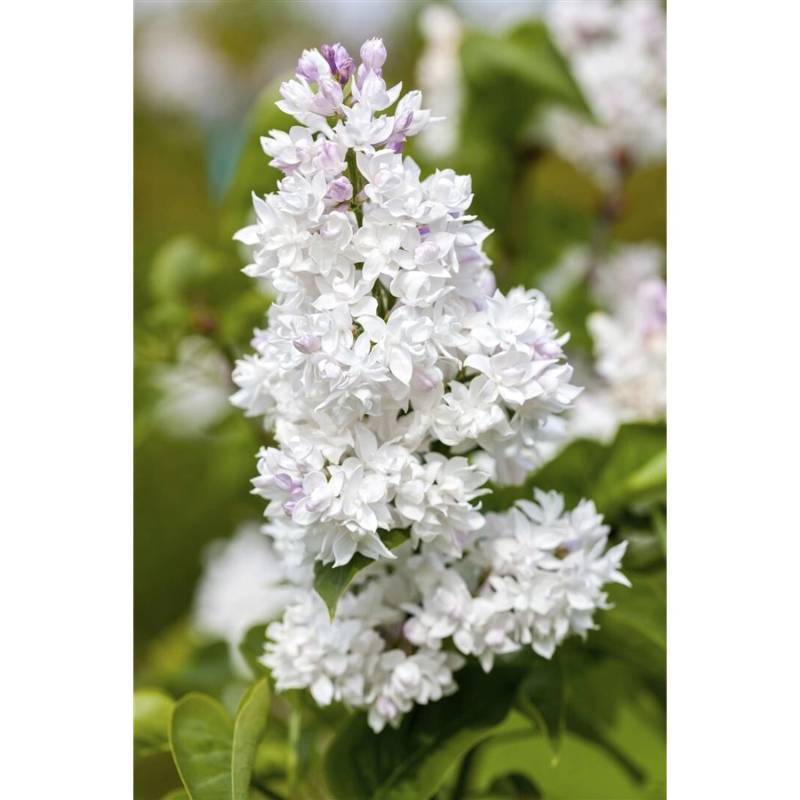 Syringa Vulgaris Flieder Mme Lemoine 60-80 cm von Pflanzen für dich