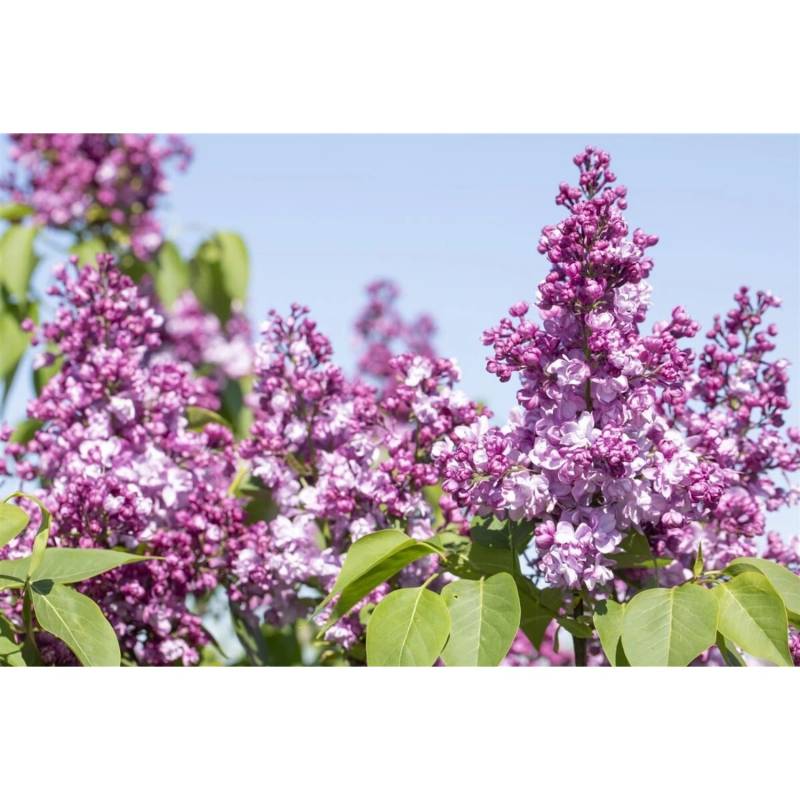 Syringa Vulgaris Flieder 'Paul Thirion' 60-80 cm von Pflanzen für dich