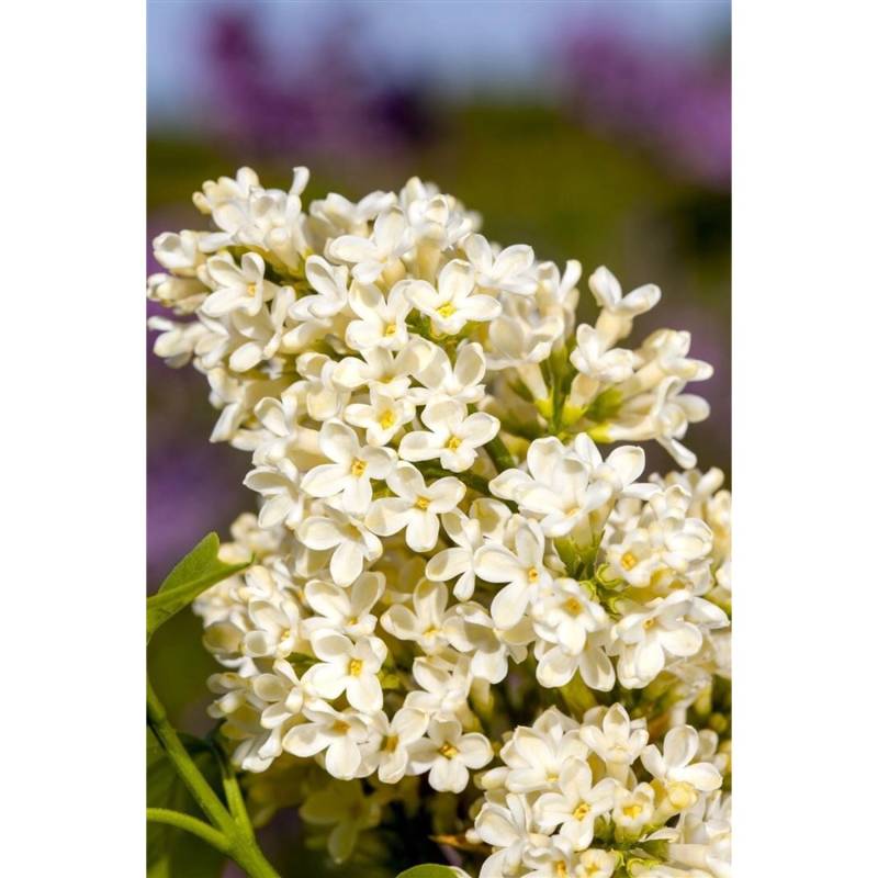 Syringa Vulgaris Flieder Primrose 60-100 cm von Pflanzen für dich