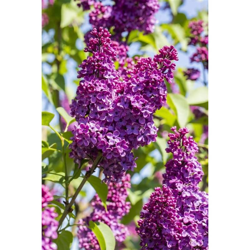 Syringa Vulgaris Flieder Sarah Sands 60-80 cm von Pflanzen für dich