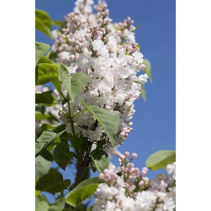 Syringa Vulgaris Flieder Schöne Von Moskau R 60-80 cm von Pflanzen für dich