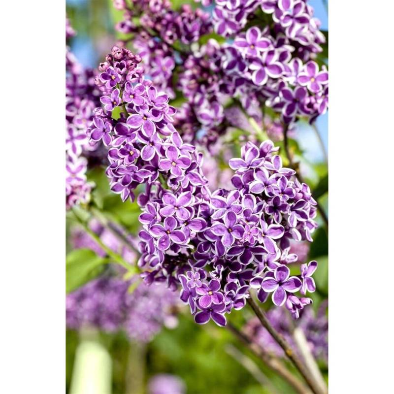 Syringa Vulgaris Flieder Sensation 60-80 cm von Pflanzen für dich