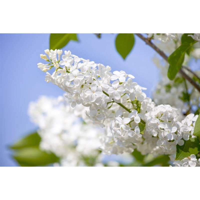 Syringa Vulgaris Flieder Souv.Alice Harding 60-80 cm von Pflanzen für dich