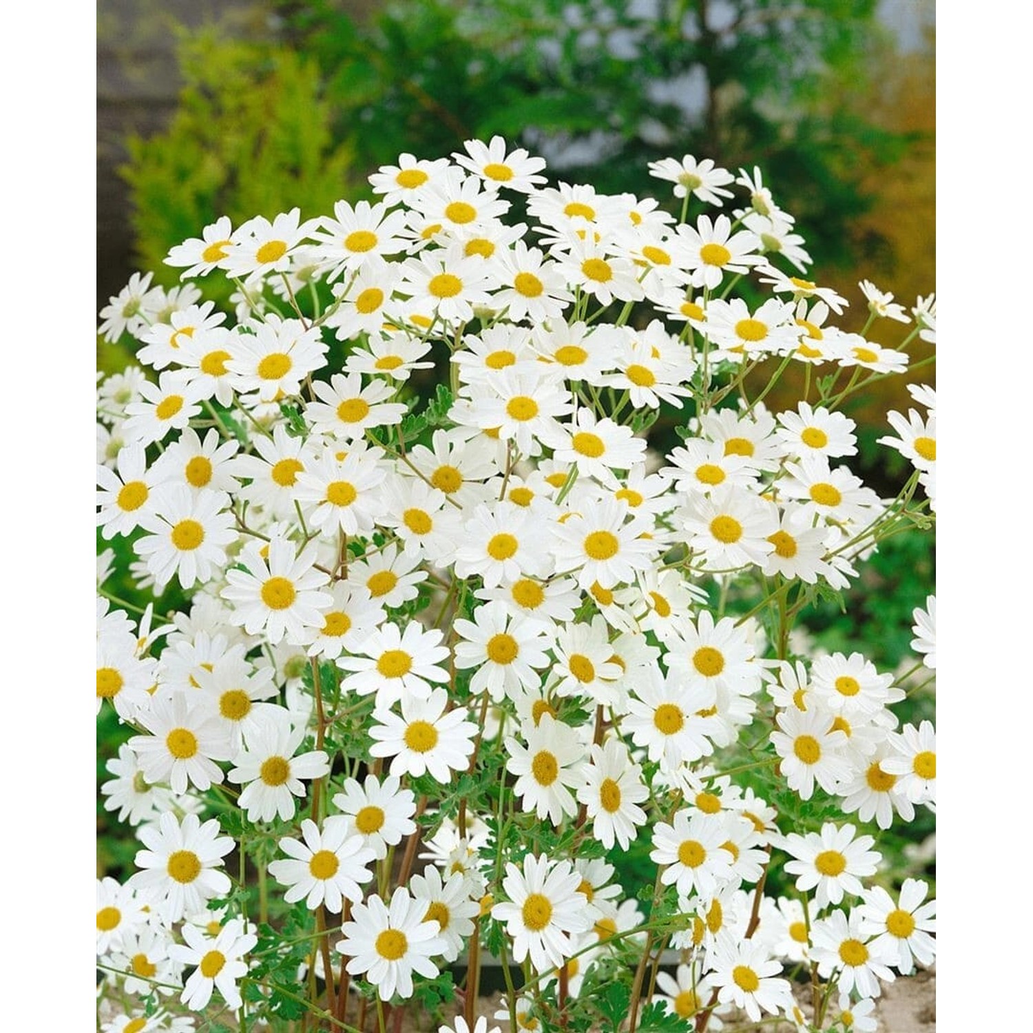 Tanacetum Niveum Färberkamille Ca. 9x9 cm Topf Tanacetum Niveum Färberkamille Ca. 9x9 cm Topf von Pflanzen für dich
