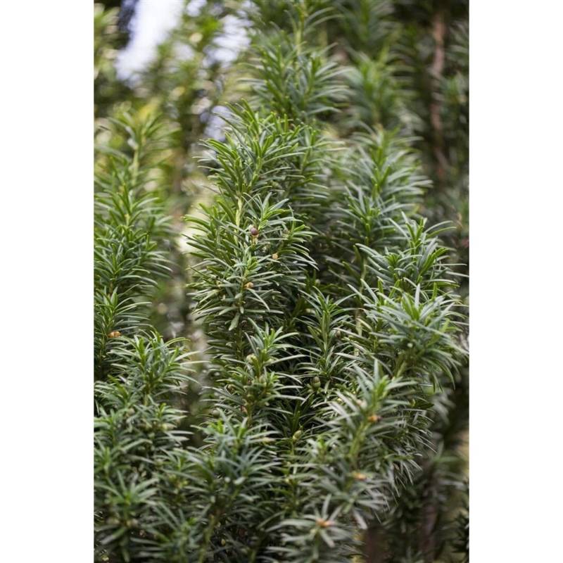 Taxus Baccata Fastigiata Säuleneibe Immergrün 60–80 cm Taxus Baccata Fastigiata Säuleneibe Immergrün 60–80 cm von Pflanzen für dich