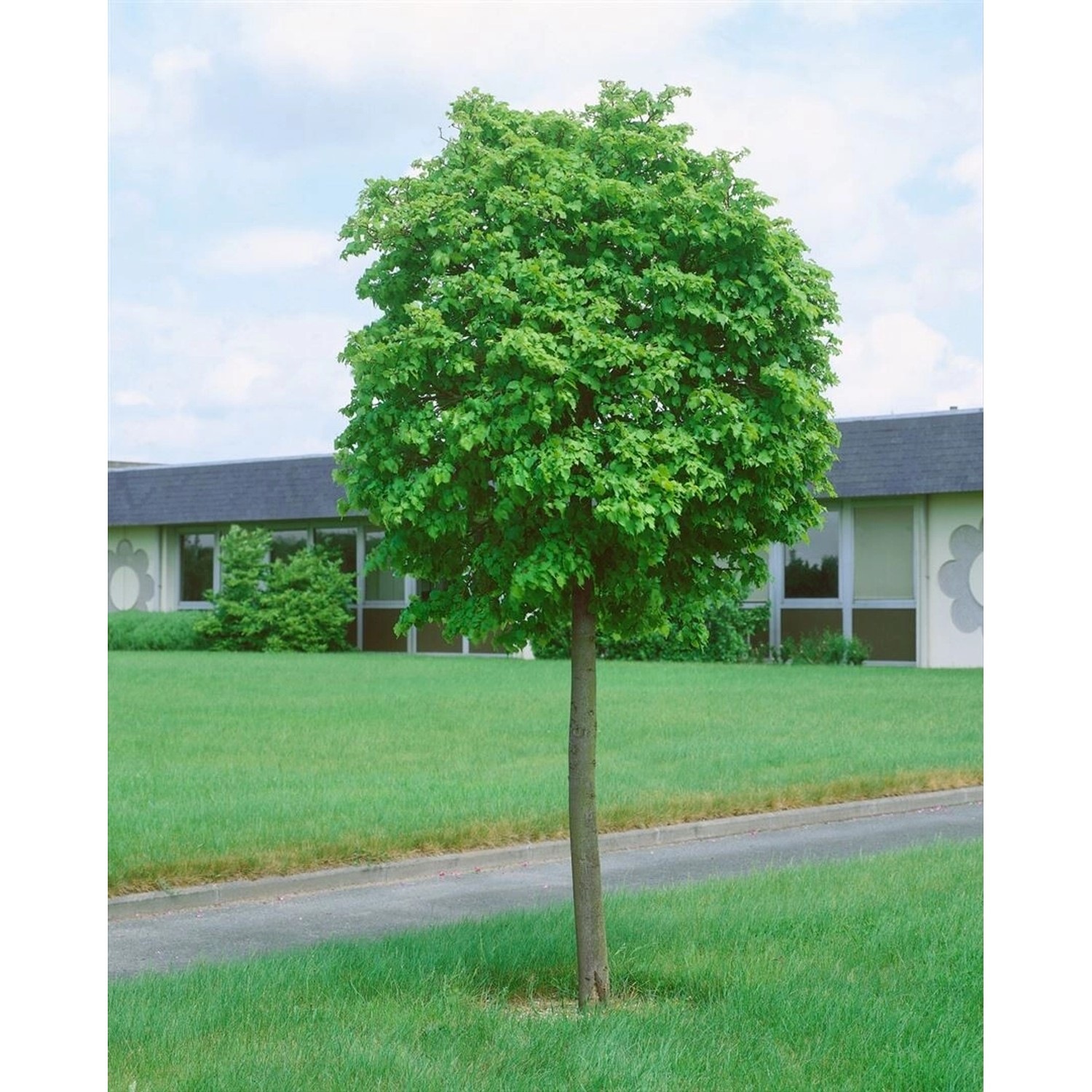 Tilia Cordata Green Globe Winterlinde Kompakt 180 cm Stammhöhe Tilia Cordata Green Globe Winterlinde Kompakt 180 cm Stammhöhe von Pflanzen für dich