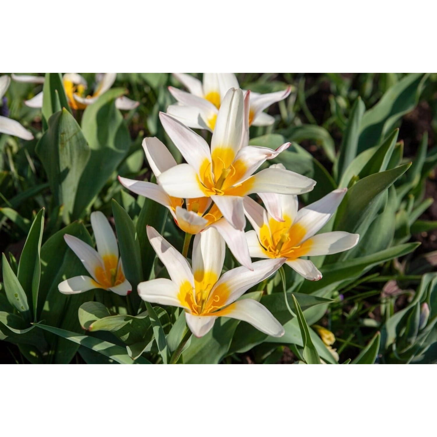 Tulipa Tarda Wildtulpe Ca. 9x9 cm Topf Tulipa Tarda Wildtulpe Ca. 9x9 cm Topf von Pflanzen für dich