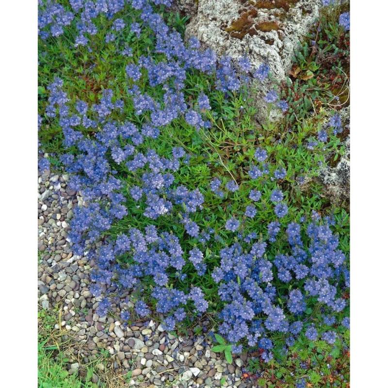 Veronica Repens Teppich-Ehrenpreis Grün Ca. 9x9 cm Topf von Pflanzen für dich