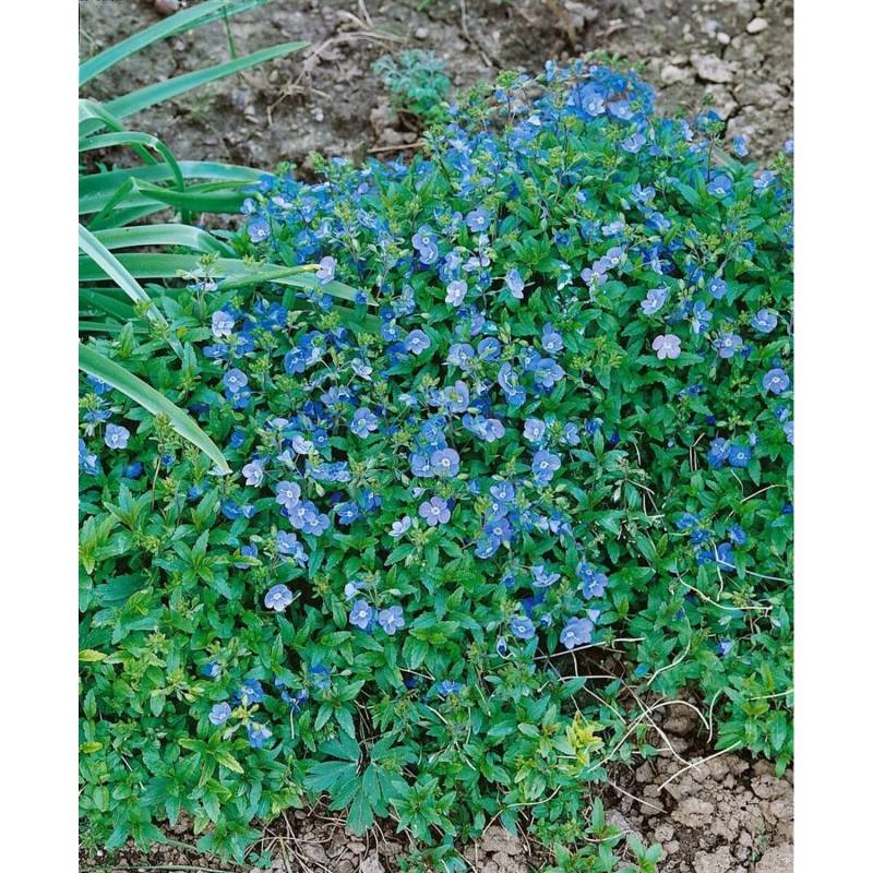 Veronica Umbrosa Georgia Blue Ehrenpreis Blau Ca. 9x9 cm Topf von Pflanzen für dich