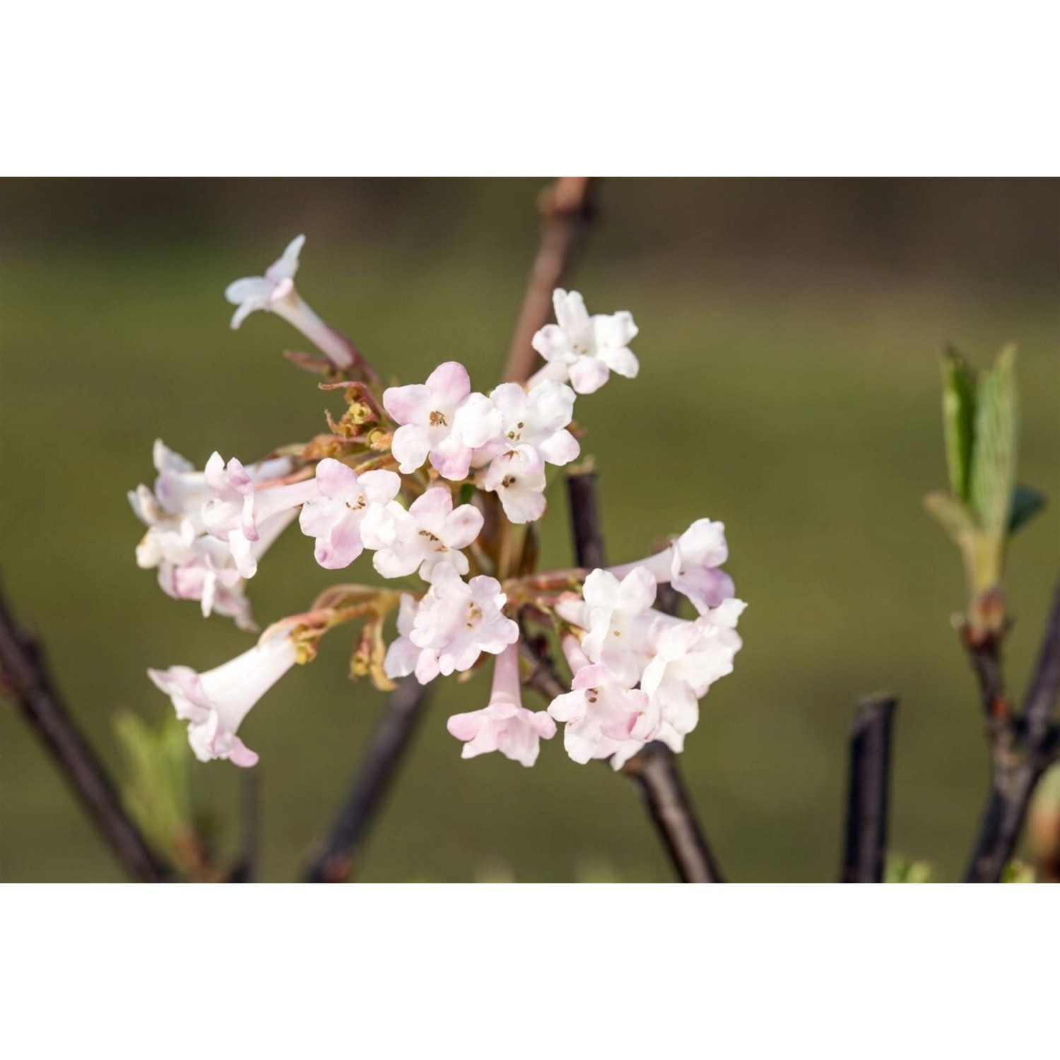 Viburnum Bodnantense Charles Lamont Duft-Schneeball Rosa 60–80 cm von Pflanzen für dich