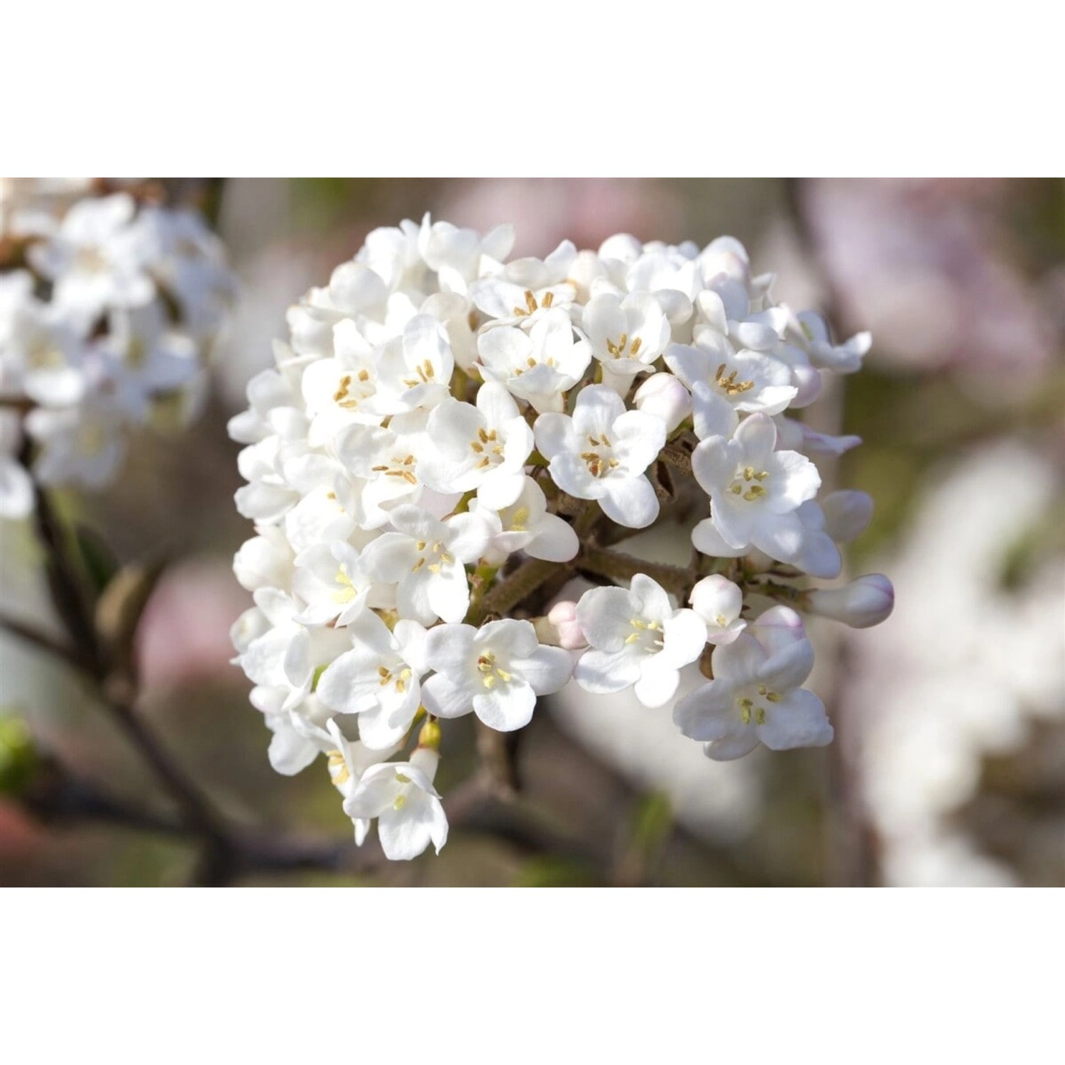 Viburnum Carlesii Aurora Duft-Schneeball Rosa-Weiß 40–60 cm von Pflanzen für dich