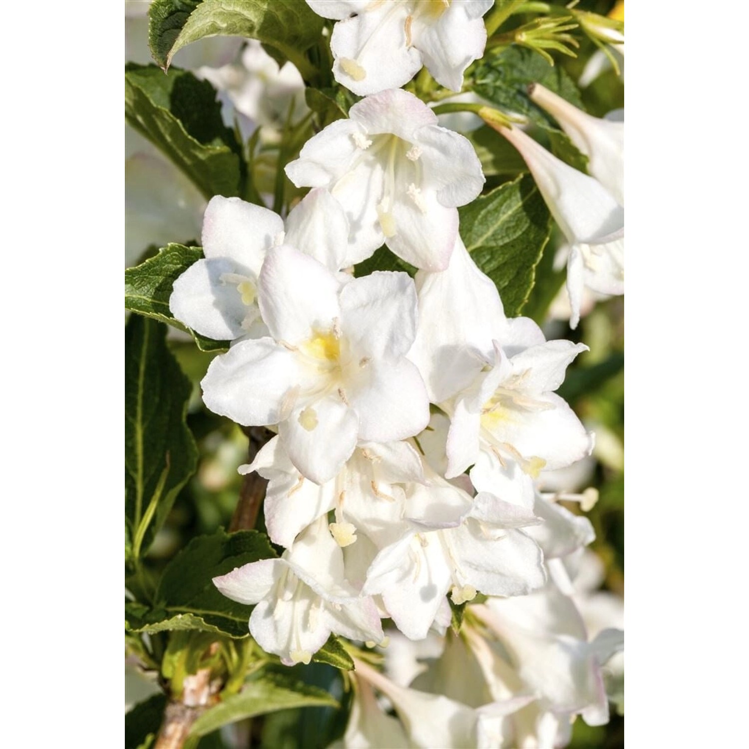 Weigela Candida Weigelie 15-20 cm von Pflanzen für dich