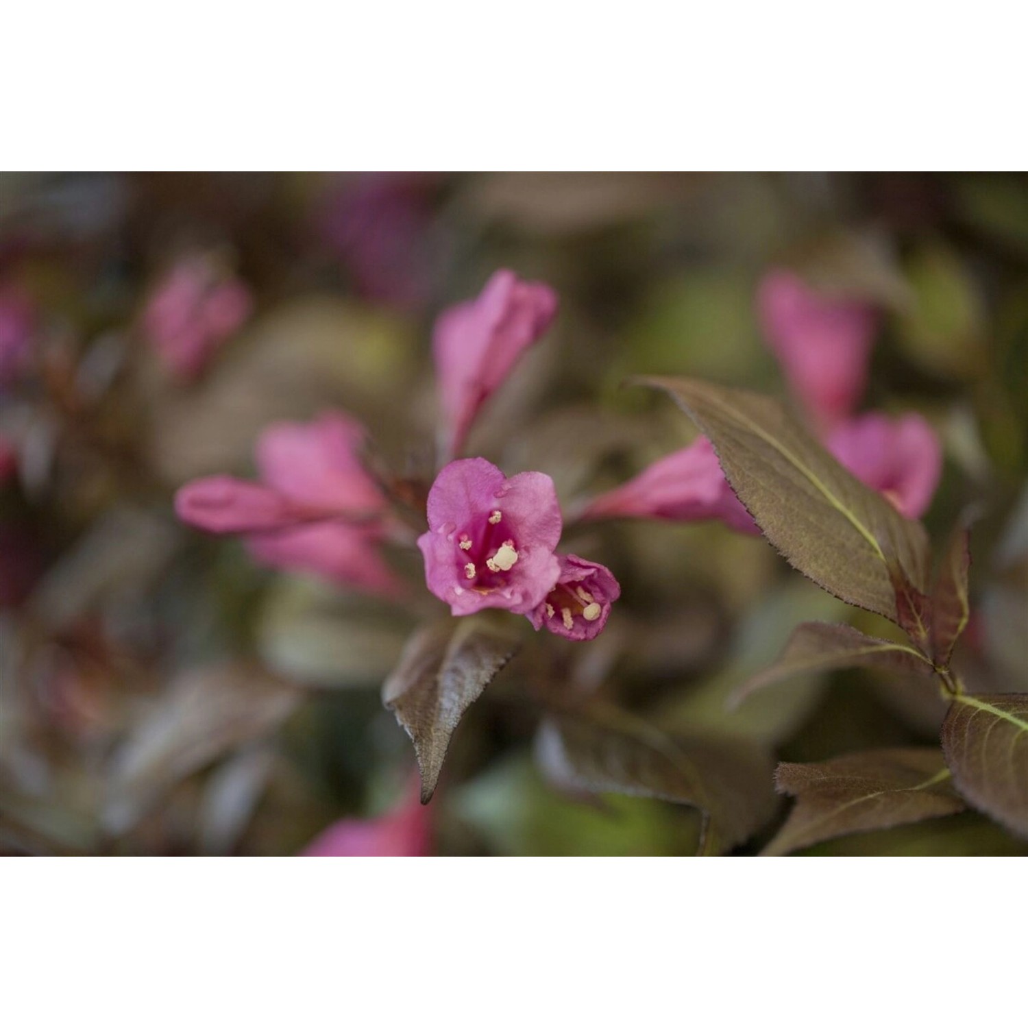 Weigela Florida Minor Black Weigelie Dunkelrot 80 cm Stammhöhe Weigela Florida Minor Black Weigelie Dunkelrot 80 cm Stammhöhe von Pflanzen für dich