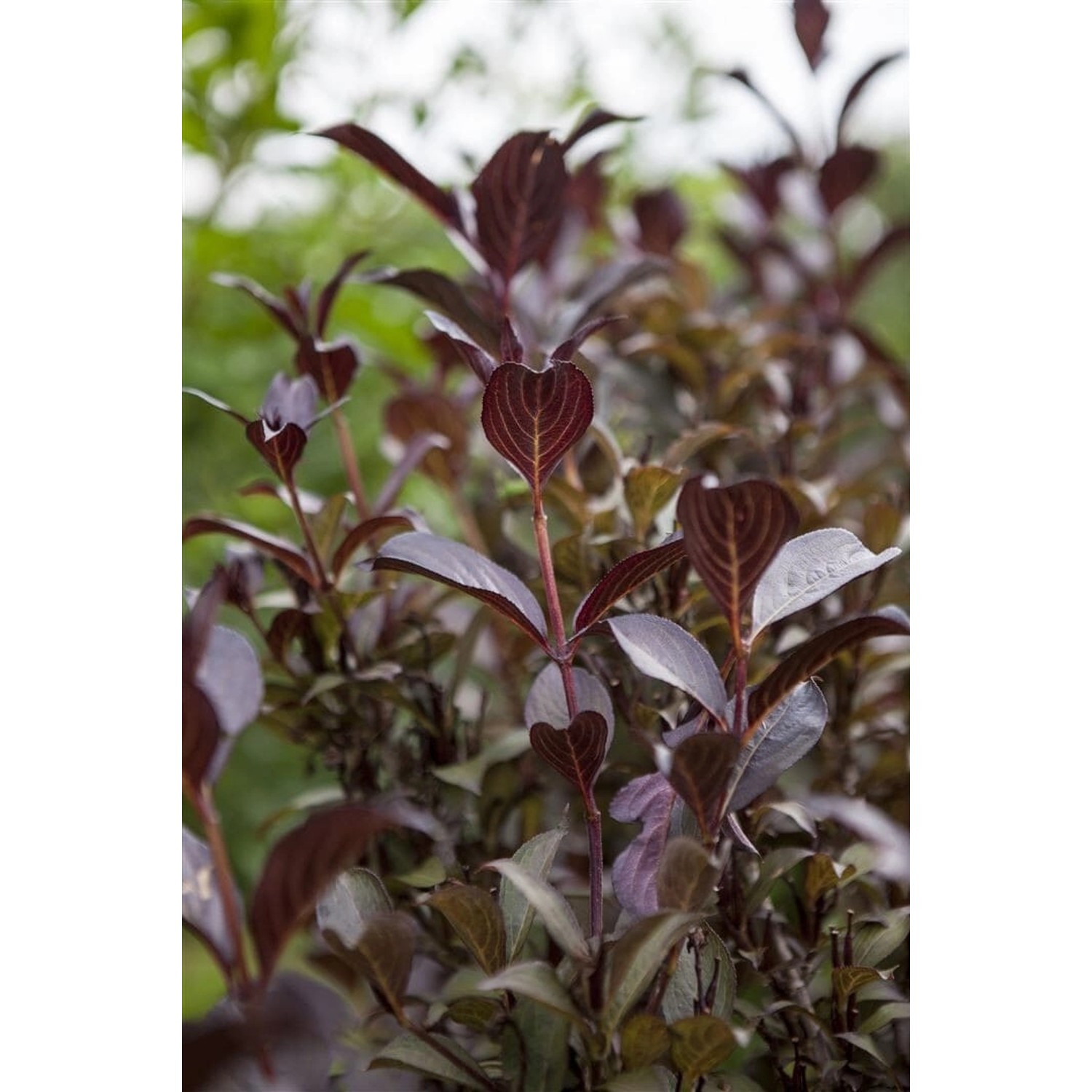 Weigela Florida Weigelie Ca. 11x11 cm Topf Weigela Florida Weigelie Ca. 11x11 cm Topf von Pflanzen für dich