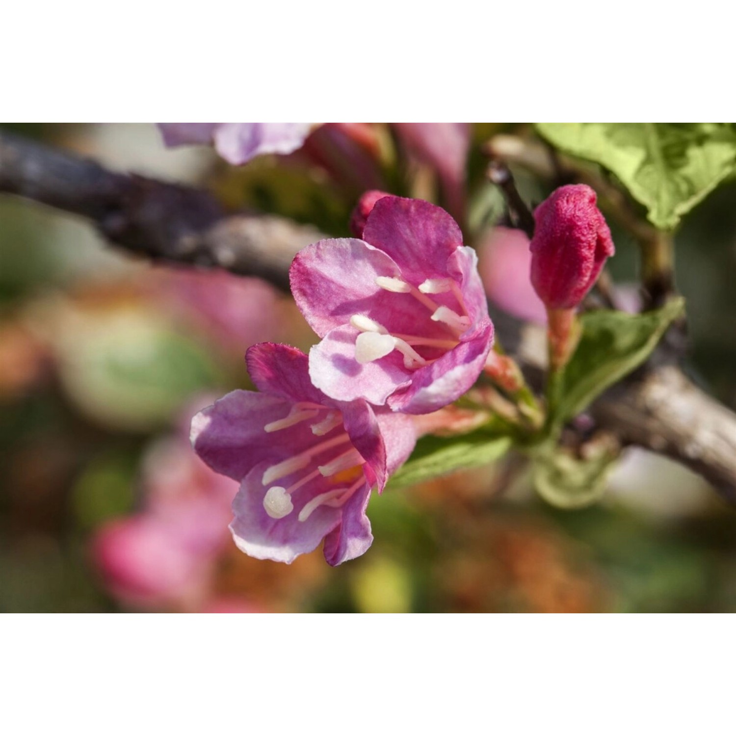 Weigela 'Styriaca' Weigelie 60-100 cm Weigela 'Styriaca' Weigelie 60-100 cm von Pflanzen für dich