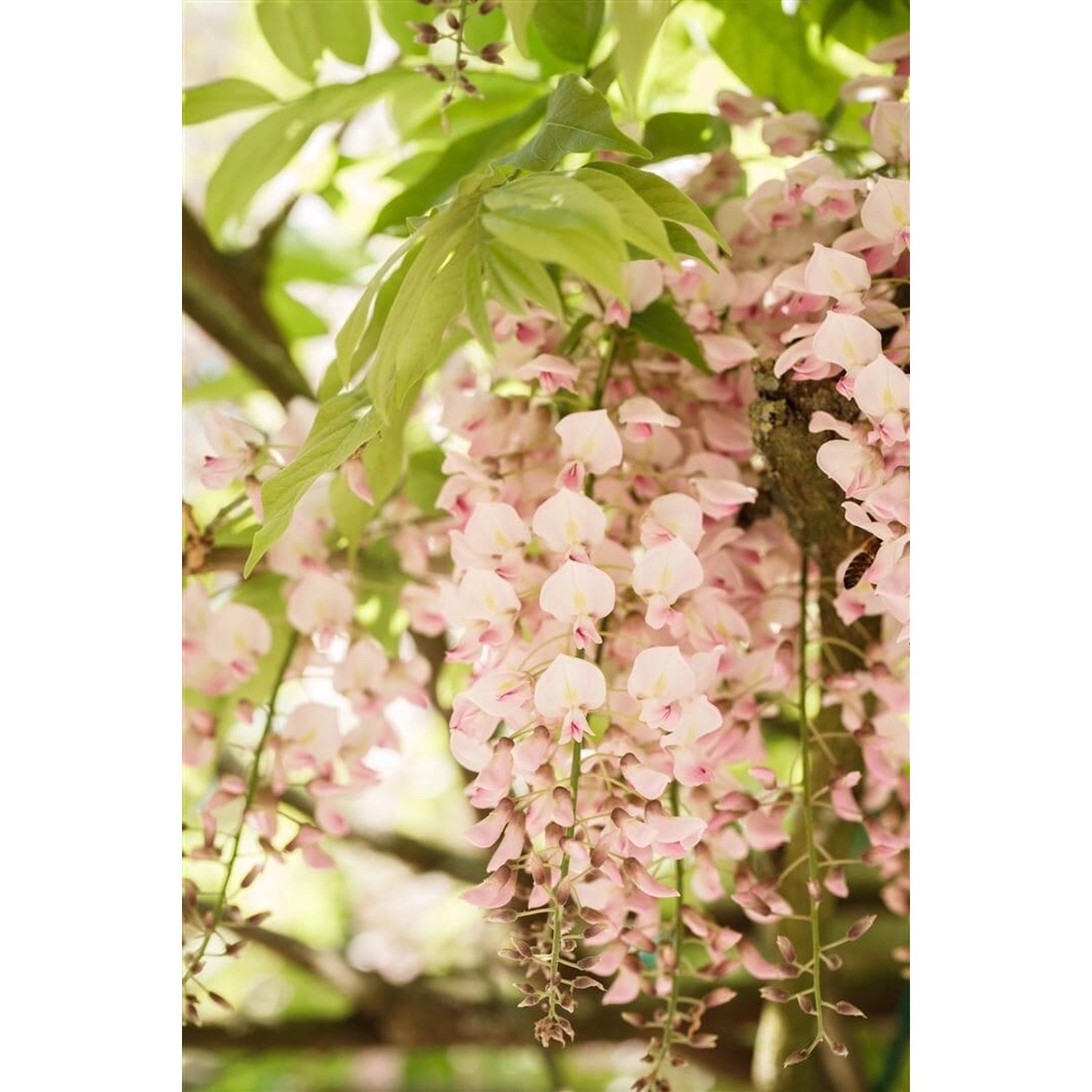 Wisteria Brachybotrys Shiro Beni Japanische Wisterie Rosa 60–100 cm von Pflanzen für dich