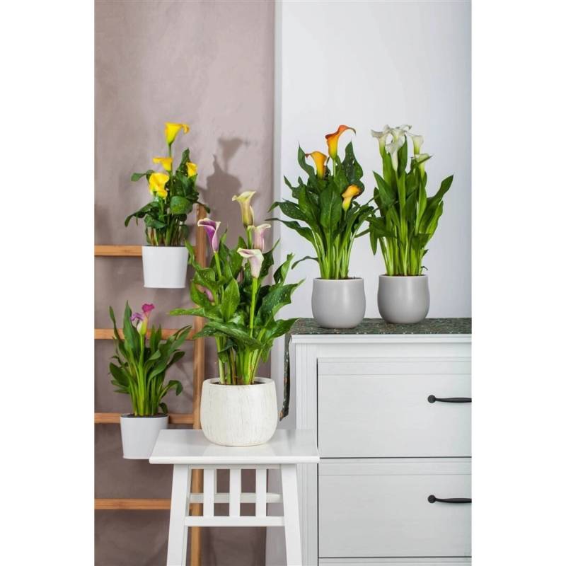 Zantedeschia Aethiopica Calla Ca. 9x9 cm Topf von Pflanzen für dich