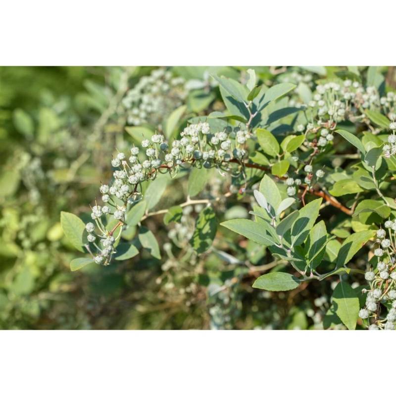 Zenobia Pulverulenta Blue Sky Bläulich 40–60 cm von Pflanzen für dich