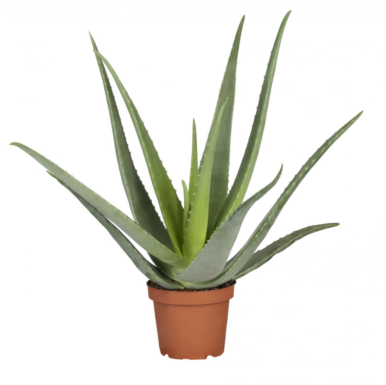 Aloe Vera H ca. 50 cm 15 cm Topf von Pflanzen